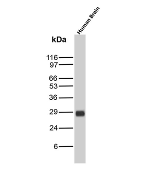 CD99 Antibody