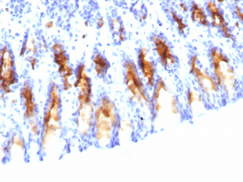 MUC5AC Antibody (Biotin)