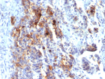 MUC5AC Antibody (Biotin)