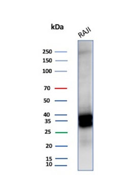 MS4A1 Antibody