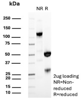 CD38 Antibody