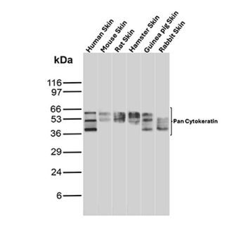 KRT77 Antibody