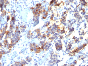 MUC5AC Antibody (Biotin)