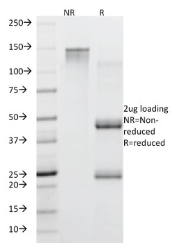 MUC5AC Antibody (Biotin)