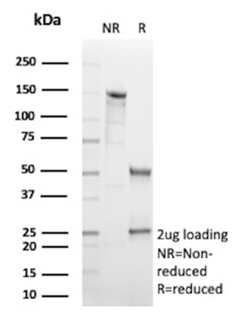 HBEGF Antibody