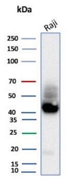 CD38 Antibody