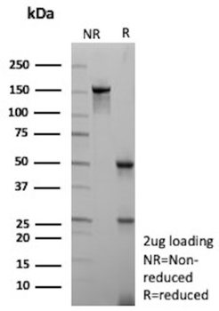 CD38 Antibody