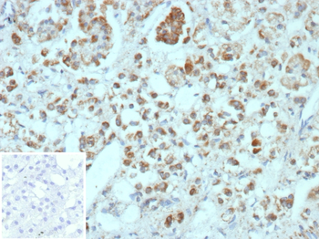 CXCR5 Antibody