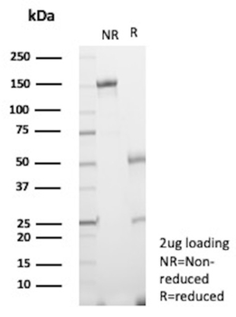 CXCR5 Antibody