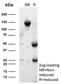 CD99 Antibody