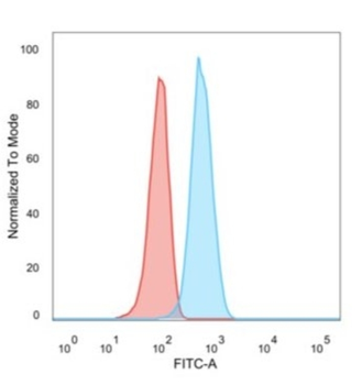 CCR5 Antibody