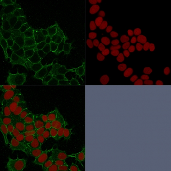 JUP Antibody
