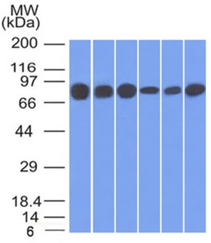 JUP Antibody