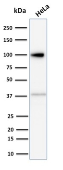 MVP Antibody