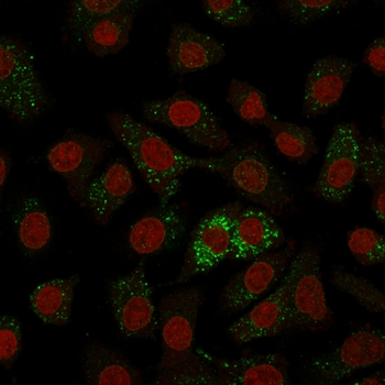 MVP Antibody