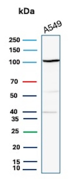 MVP Antibody