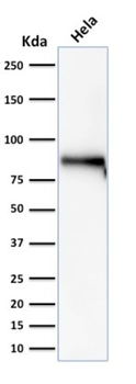 CTNNB1 Antibody