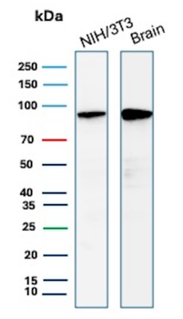 CTNNB1 Antibody