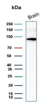 CTNNB1 Antibody