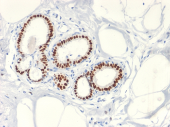 ESR1 Antibody