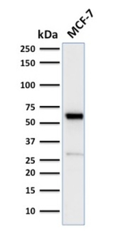 ESR1 Antibody