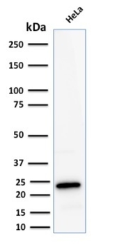 FTL Antibody