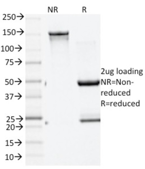 GAD2 Antibody