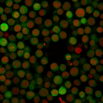 CD274 Antibody