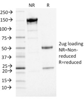 CD274 Antibody