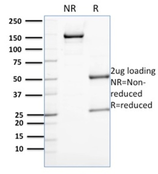 ANXA1 Antibody