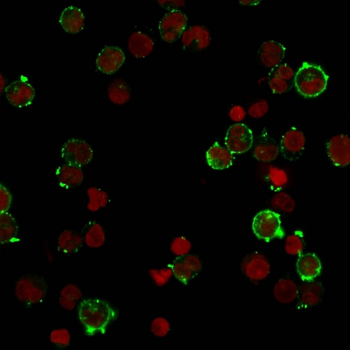 HLA-DQA1 Antibody