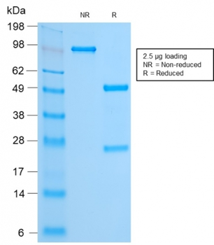 FOXA1 Antibody
