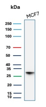 HSPB1 Antibody
