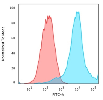 HSPB1 Antibody