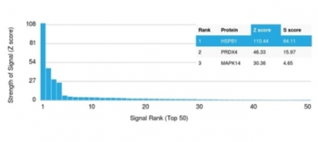 HSPB1 Antibody