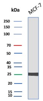 HSPB1 Antibody
