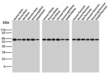 HSPD1 Antibody