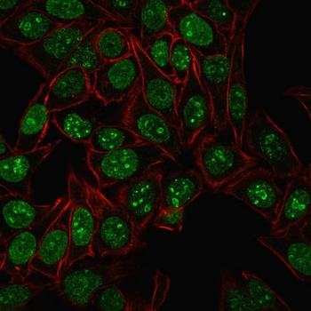 MKI67 Antibody