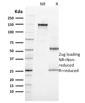 MKI67 Antibody