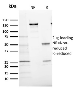 MKI67 Antibody