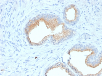 MME Antibody