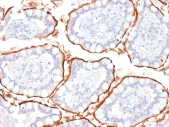MME Antibody