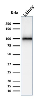 MME Antibody