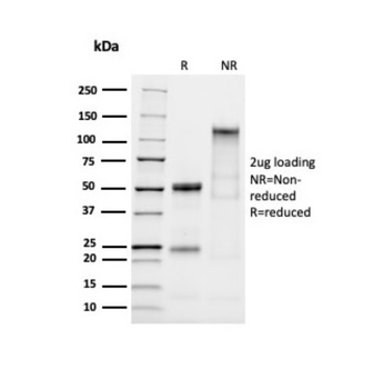 MUC2 Antibody