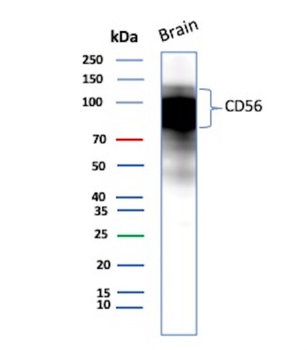 NCAM1 Antibody