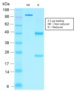 NKX2-2 Antibody
