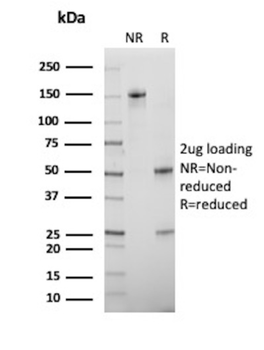 NKX2-2 Antibody