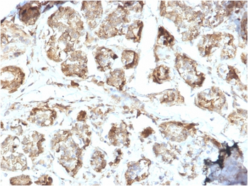 NME2 Antibody