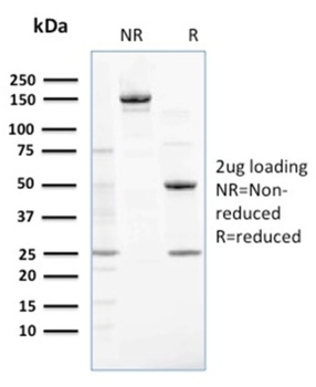 NME2 Antibody