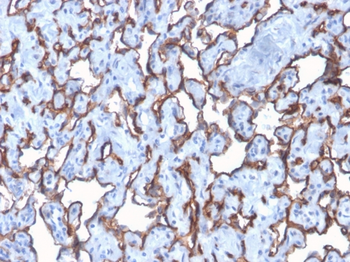 PECAM-1 Antibody